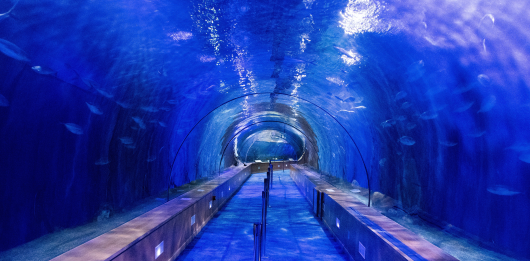 Why Acrylic Is an Excellent Alternative to Glass for Aquariums