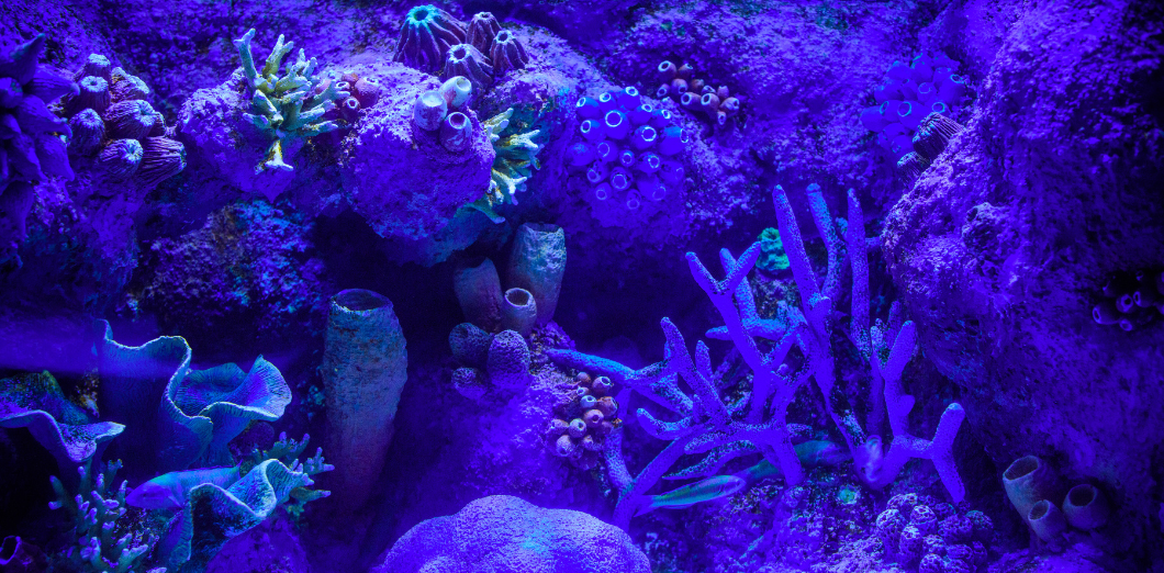 Top Performance Plastics Used for Aquarium Building